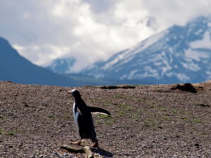 Tierra Del Fuego Penguin Tierra Del Fuego Penguin